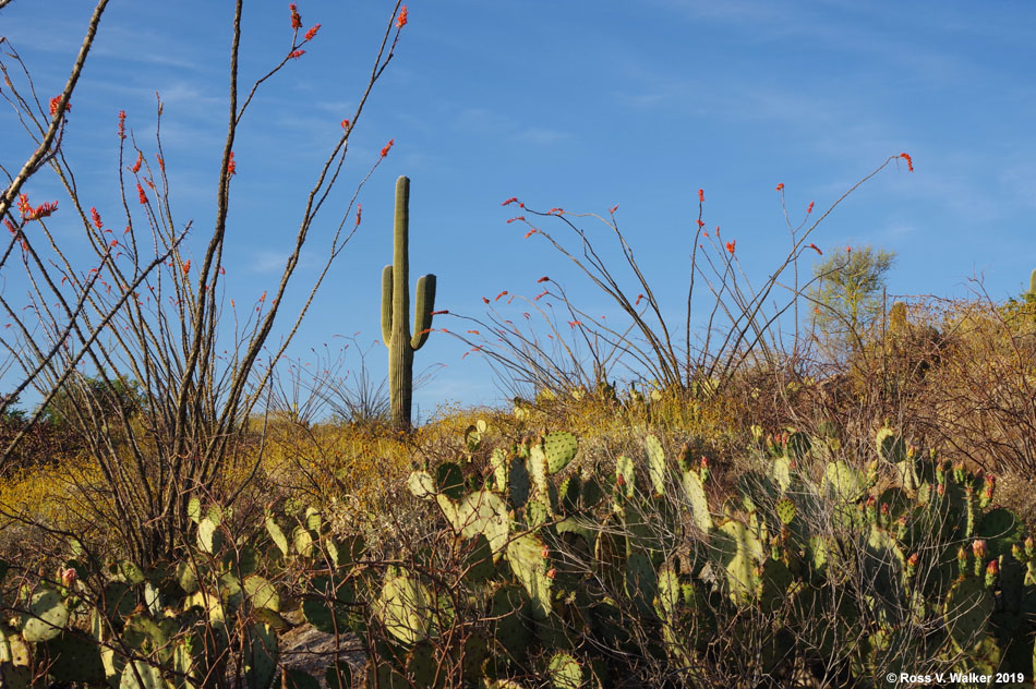 Saguaro, ocotillo, and prickly pear at Saguaro National Park, Tucson, Arizona