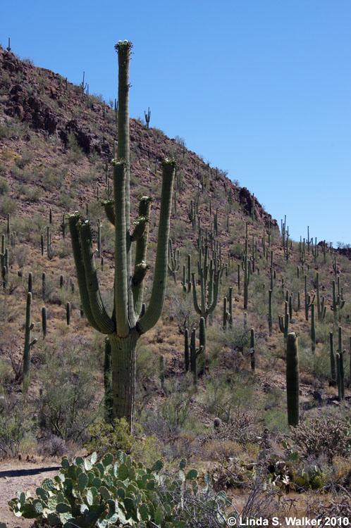 Saguaro National Park, Tucson Mountain district, Arizona