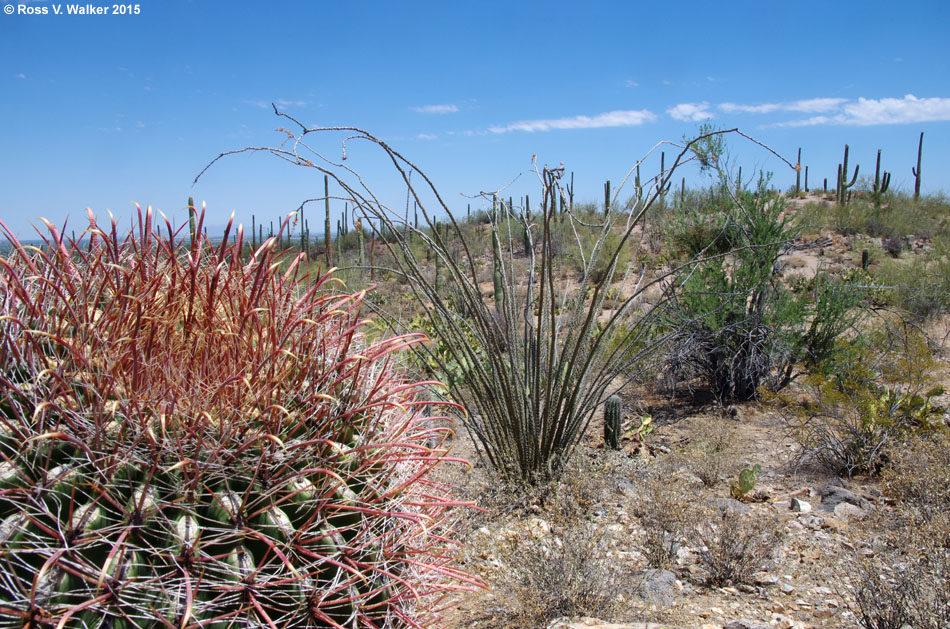 Barrel cactus, ocotillo, and saguaro, Saguaro National Park, Arizona