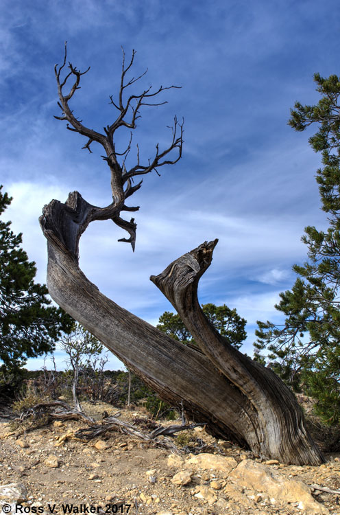 Gnarled tree on the south rim, Grand Canyon, Arizona