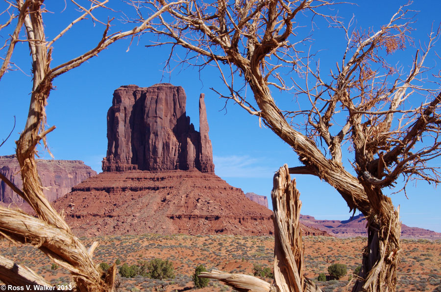 Monument Valley Mitten framed by an old juniper, Arizona