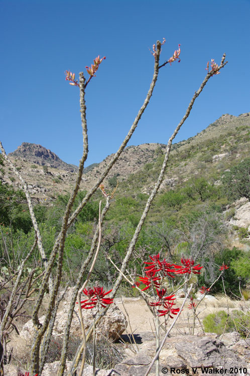 Ocotillo and southwestern coral pod on Mt. Lemmon, Tucson, Arizona
