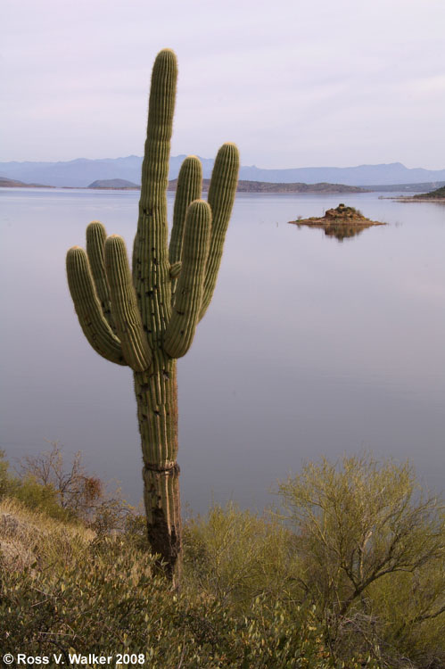 Saguaro overlooking Roosevelt Lake, Arizona