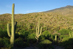 Saguaro Forest