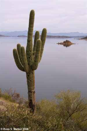 Roosevelt Lake