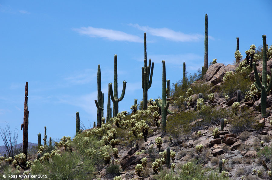 Saguaro and cholla cactus at Tucson Mountain Park, Arizona