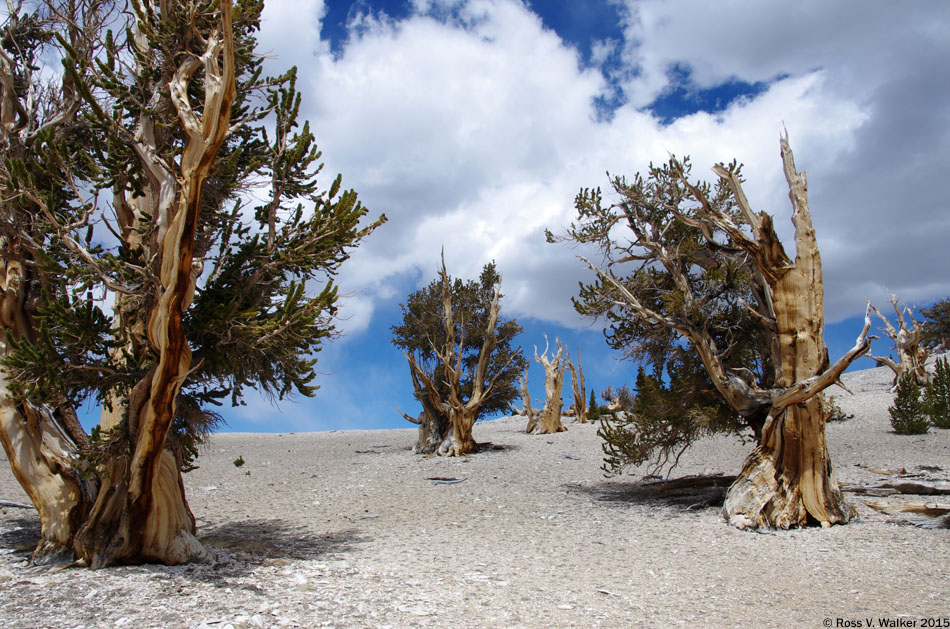 The ancient bristlecone pine forest, Patriarch Grove, White Mountains, California
