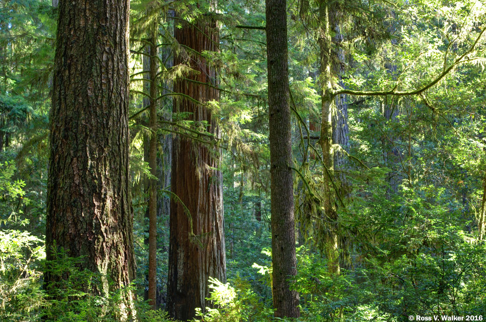 Redwood grove, Jedediah Smith State Park, California