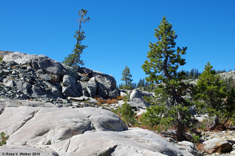 Trees blasted by wind and snow in Tahoe National Forest near Meadow Lake, CA