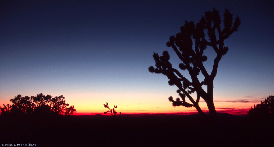 A Joshua tree at sunset from Cima Dome, Mojave National Preserve, California