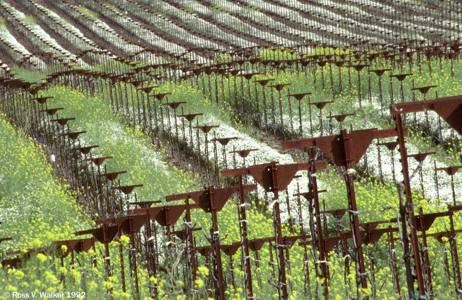 Vineyard wildflowers, Asti, California 