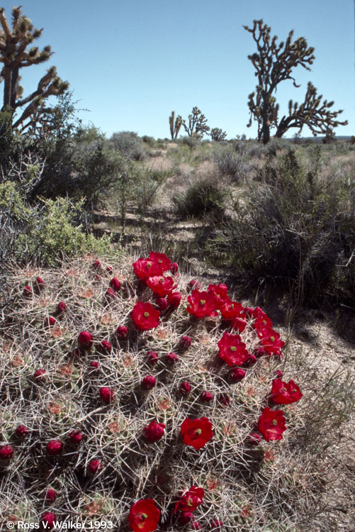 Mound cactus and Joshua trees, Cima Dome, Mojave National Preserve, California