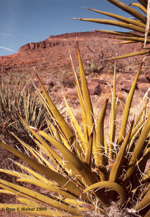 Yucca at Hole-in-the-wall, Mojave National Preserve, California