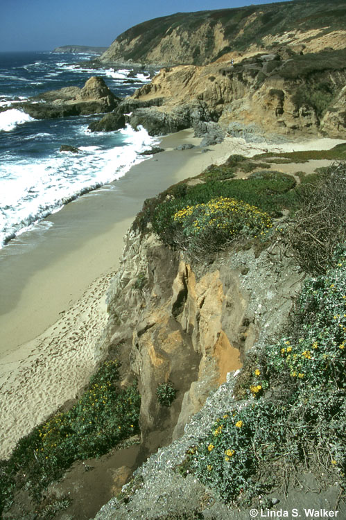 Rugged coastline near Bodega Bay, California
