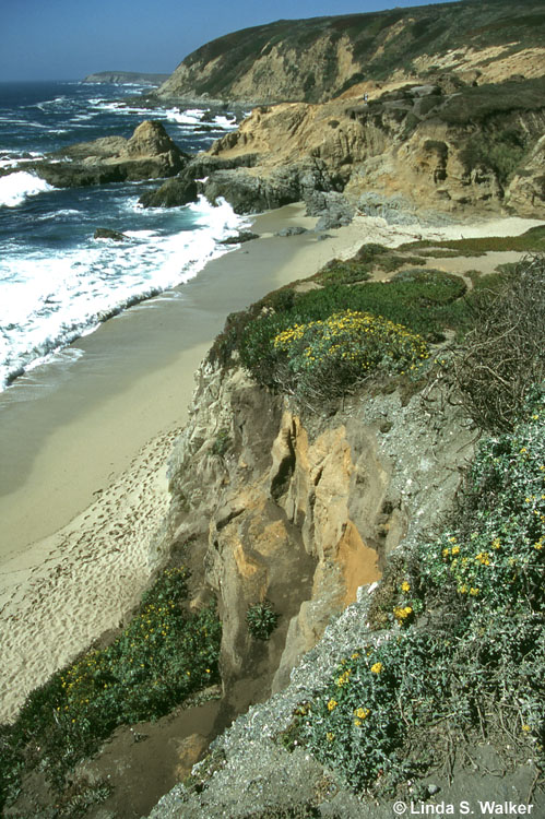 Rugged coastline near Bodega Bay, California