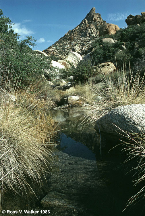 Stream through Caruthers Canyon, Mojave National Preserve, California