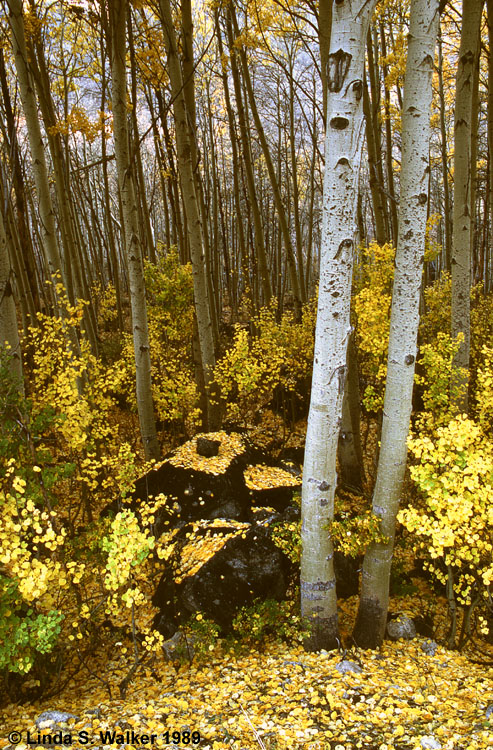 Fall forest, Lundy Canyon, California