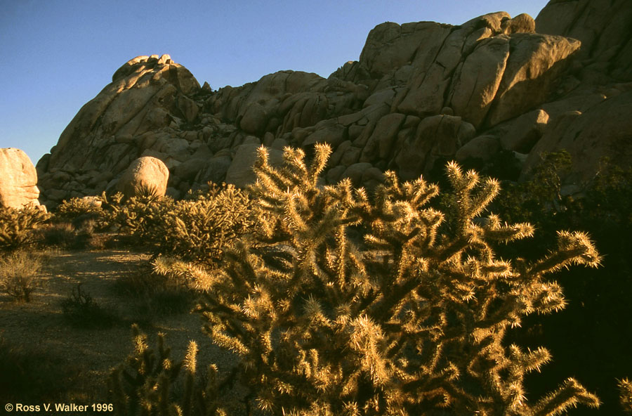 Glowing cholla, Granite Mountains, Mojave National Preserve, California