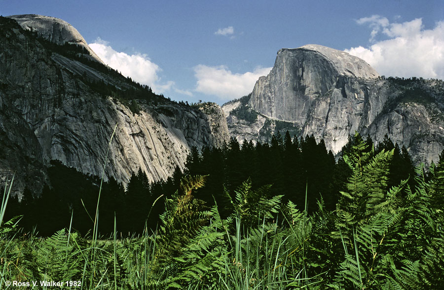 Half Dome and ferns, Yosemite National Park, California 