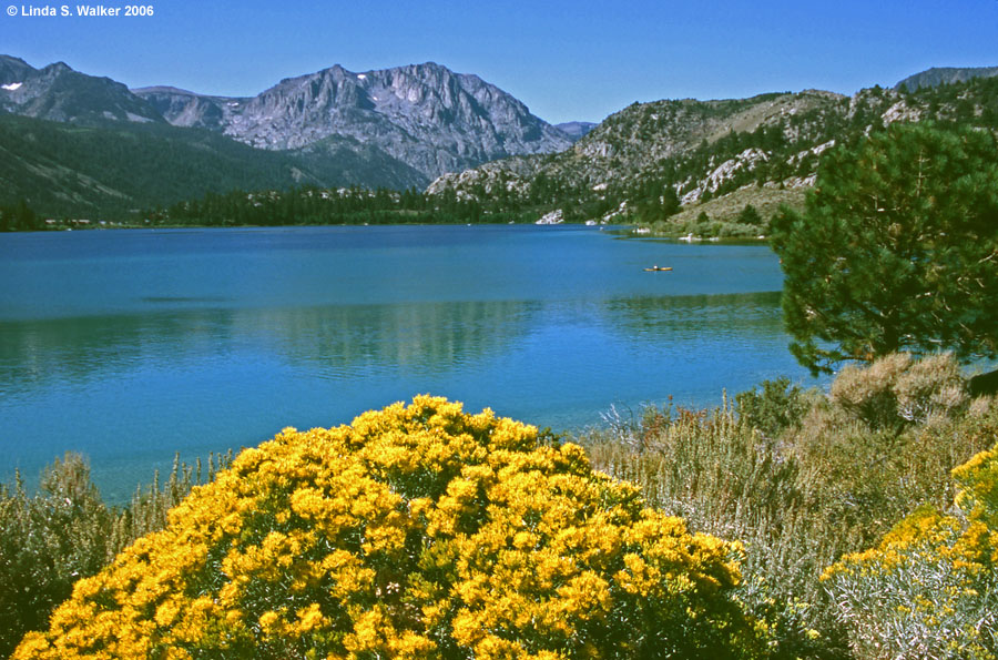 June Lake rabbit brush, June Lake Loop, California 