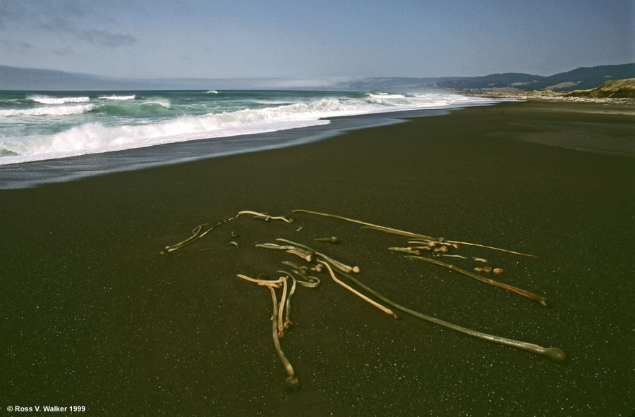 Kelp on a dark sand beach, Manchester State Park, California