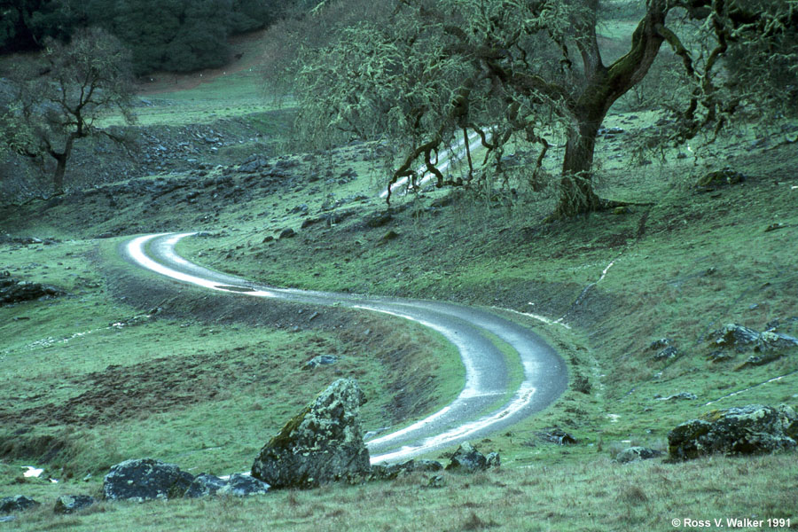 Oak and s-curve in the rain, Booneville, California  