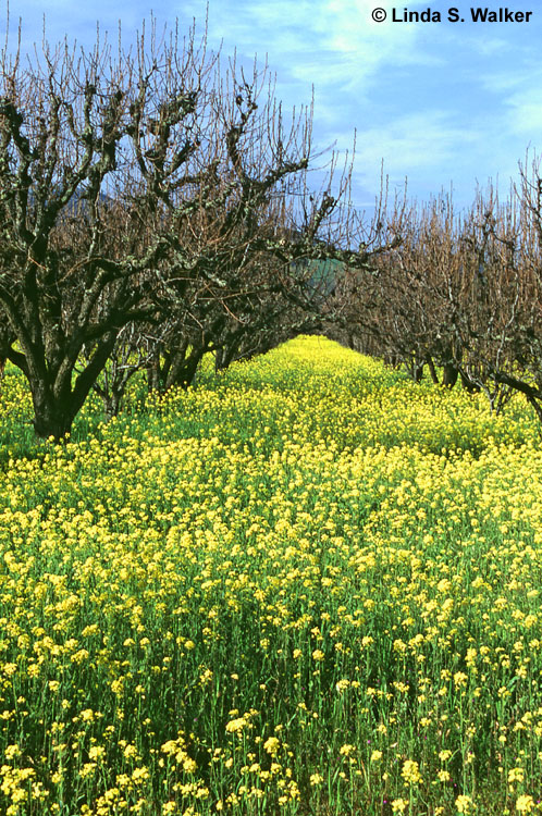 Mustard in orchard rows, Fairfield, California