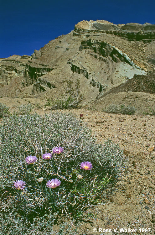 Mojave aster at Rainbow Basin, California