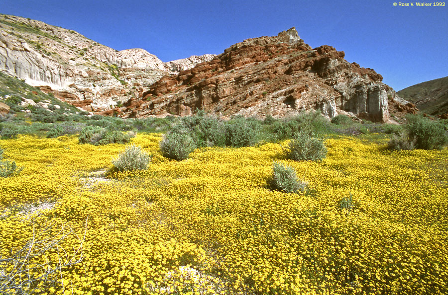 Goldfield carpet, Red Rock Canyon State Park, California  