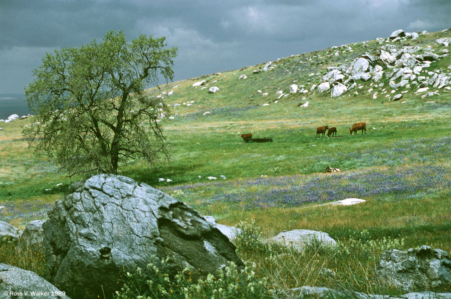 Idyllic pasture, Tehachapi Mountains near Arvin, California 