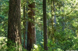 Jedediah Smith redwoods
