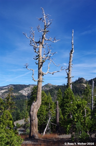 Saddleback trees, California
