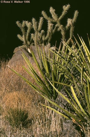 Cholla and yucca