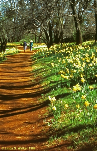 Daffodil Hill