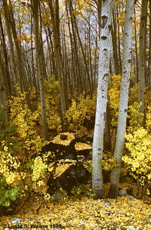 Lundy Canyon