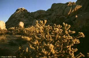 Granite Mountains Cholla