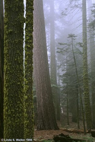 Kings Canyon Trees