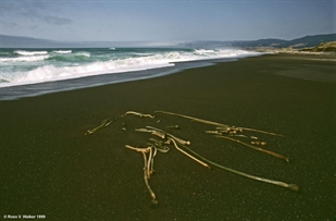 Manchester Beach, California