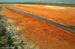 Salt Flats