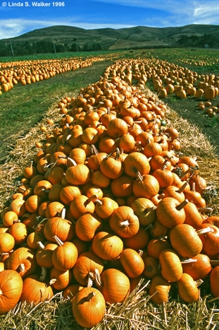 Pumpkins