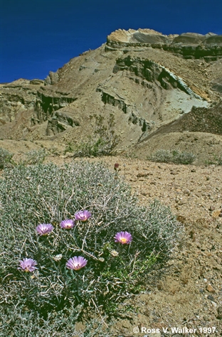 Rainbow Basin Asters