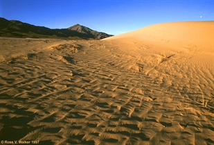 Windswept Kelso Dunes