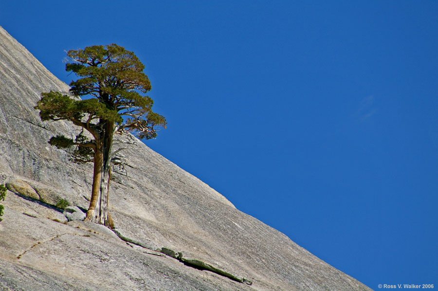 A tree clings to a granite monolith, Tioga Pass, Yosemite National Park,  California  