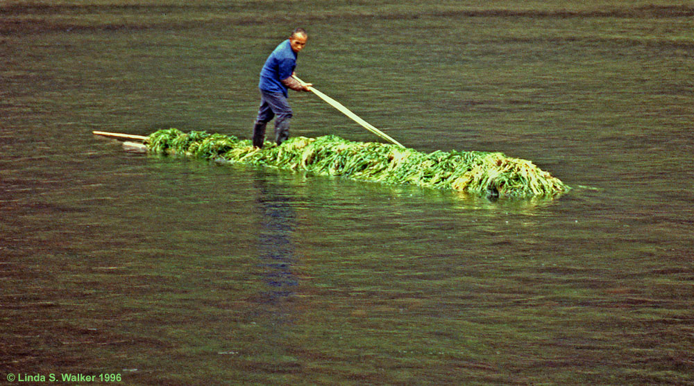 Man Harvesting River Plants, Li River, China