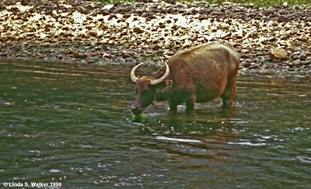 Water buffalo