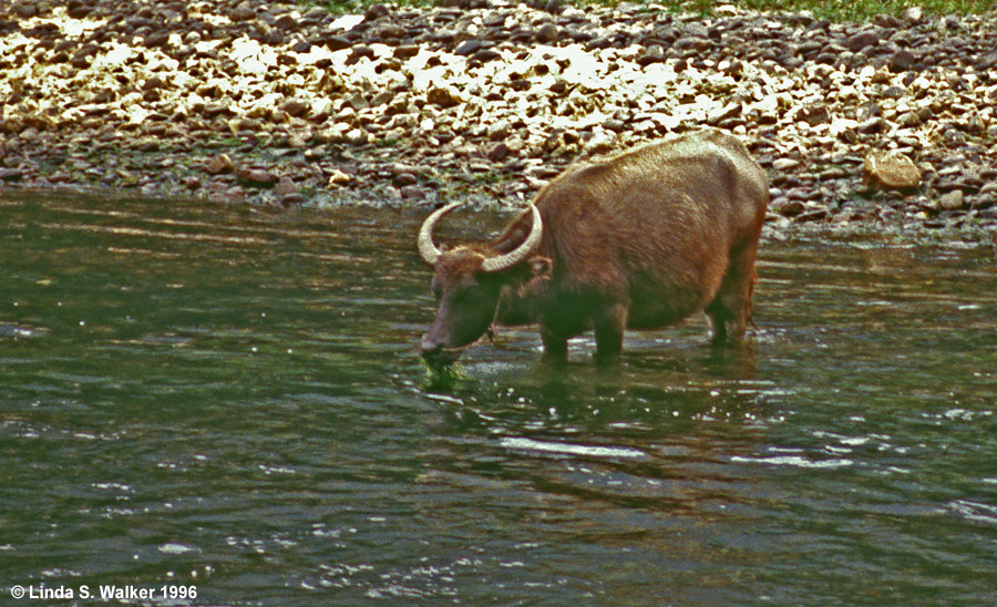 Water Buffalo Eating River Plants, Li River, China