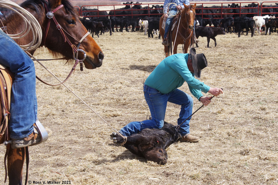 Hume ranch branding, Montpelier, Idaho