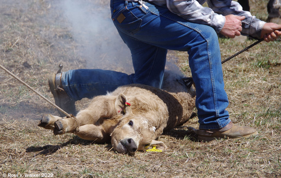 Branding a calf at a ranch near Montpelier, Idaho