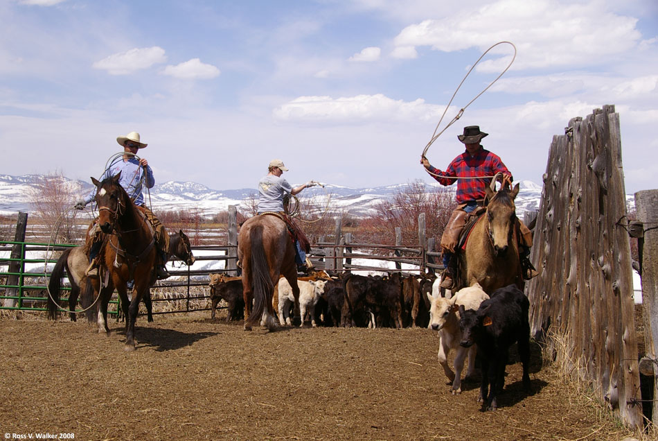 Ropers at branding time, Montpelier, Idaho