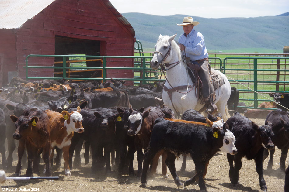 A calf roper on branding day at the Bartschi ranch, Nounan, Idaho